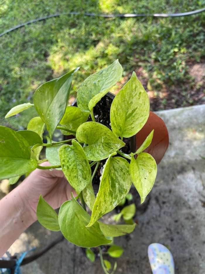 10 variétés de pothos pour votre collection de plantes d'intérieur faciles à entretenir