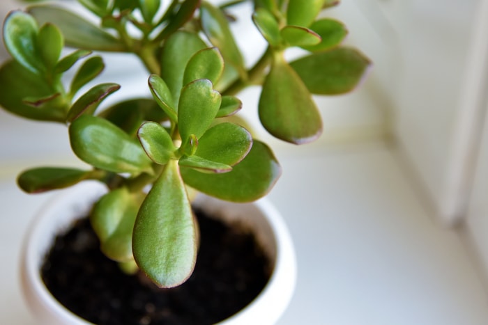 Plante d'intérieur succulente Crassula sur le rebord de la fenêtre sur fond de fenêtre.