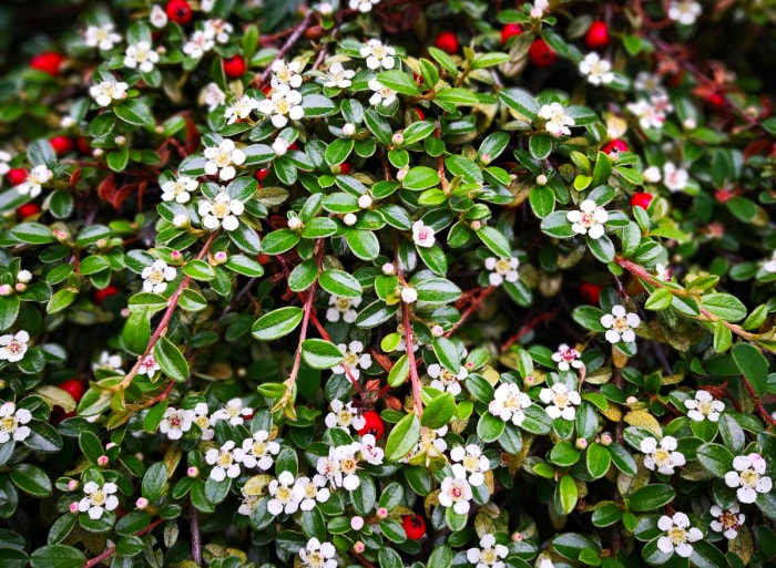 Les plantes représentent plusieurs stades d'inflorescence. Fond floral naturel