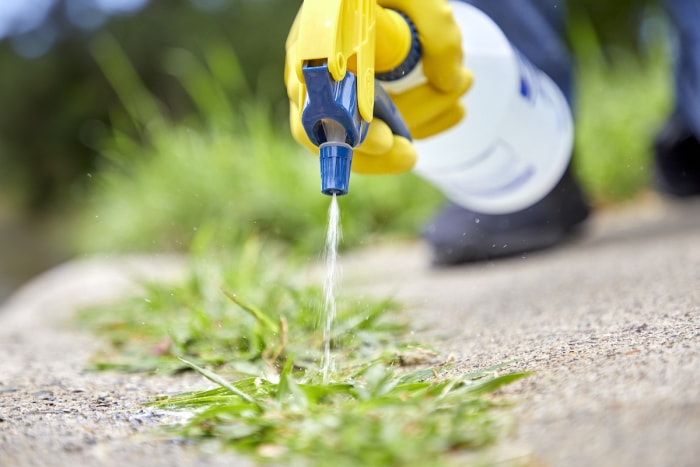 Gros plan d'une femme qui pulvérise des mauvaises herbes dans une allée.