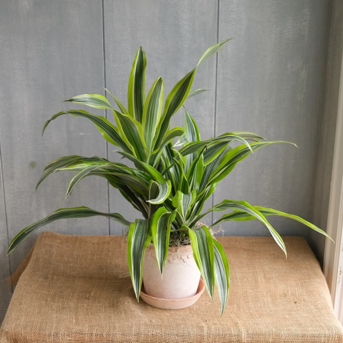 Dracaena à feuilles rayées jaunes et vertes