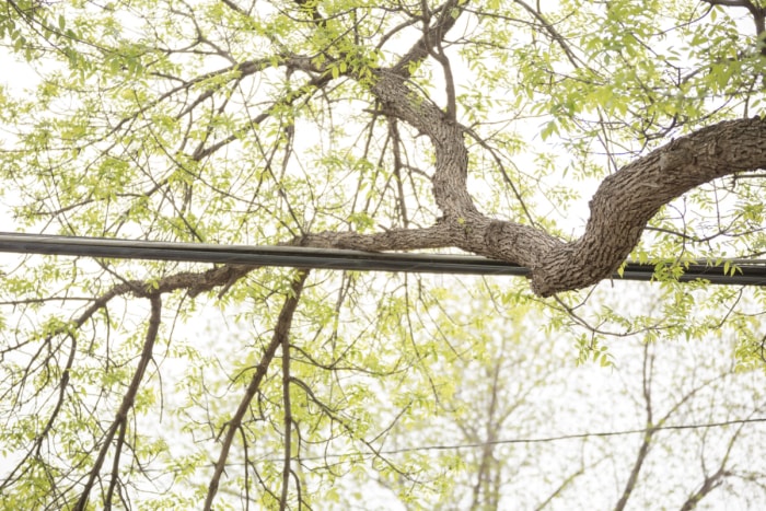 Une grosse branche d'arbre touche une ligne électrique