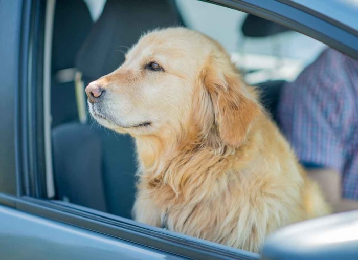 12 choses à ne jamais laisser dans une voiture chaude