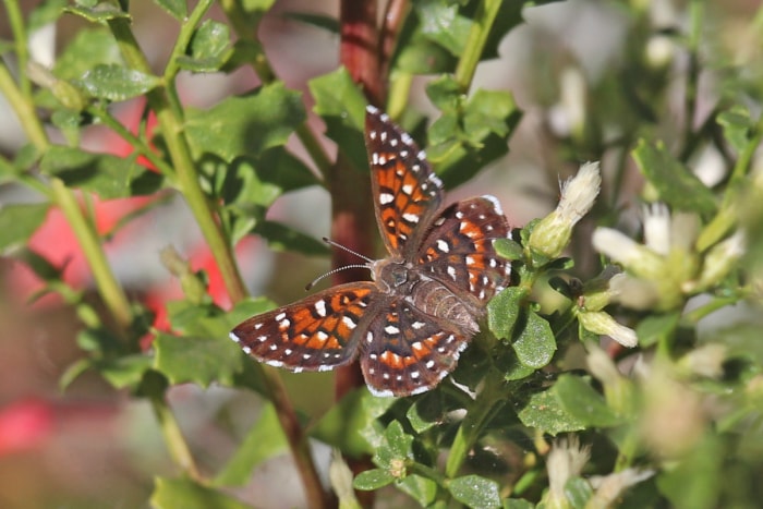 types de papillons