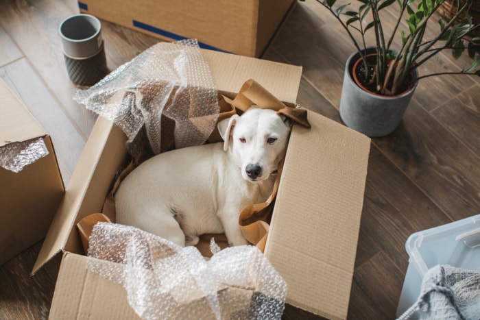 ce qu'il faut savoir sur les appartements adaptés aux animaux de compagnie - chien blanc dans un carton de déménagement ouvert