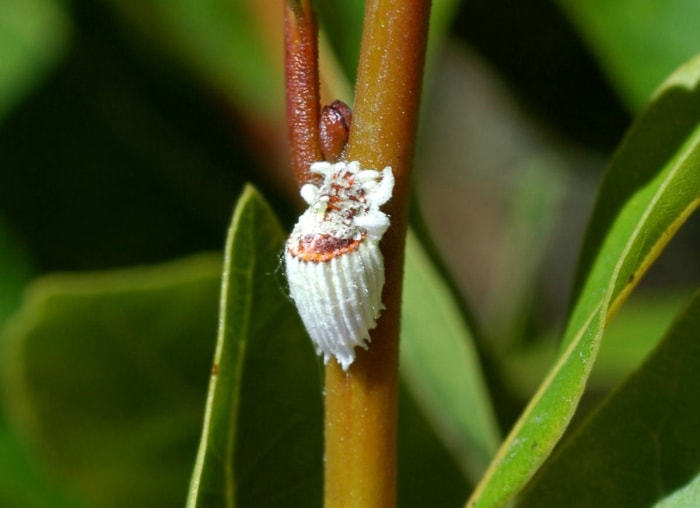 11 raisons pour lesquelles vos plantes d'intérieur meurent