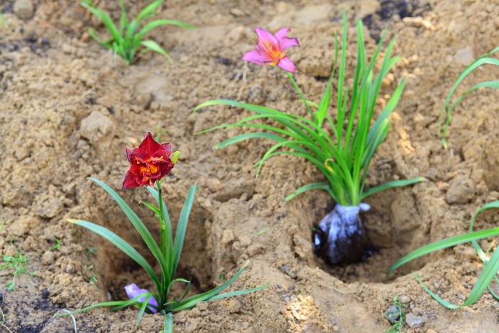 terre avec deux trous creusés pour planter deux plants d'hémérocalles placés dans les trous