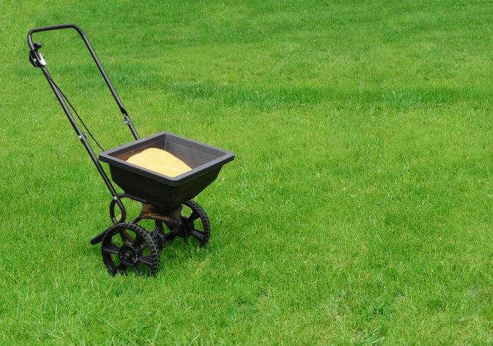 Semences de gazon à l'intérieur d'un épandeur d'herbe, sur une pelouse très verte.