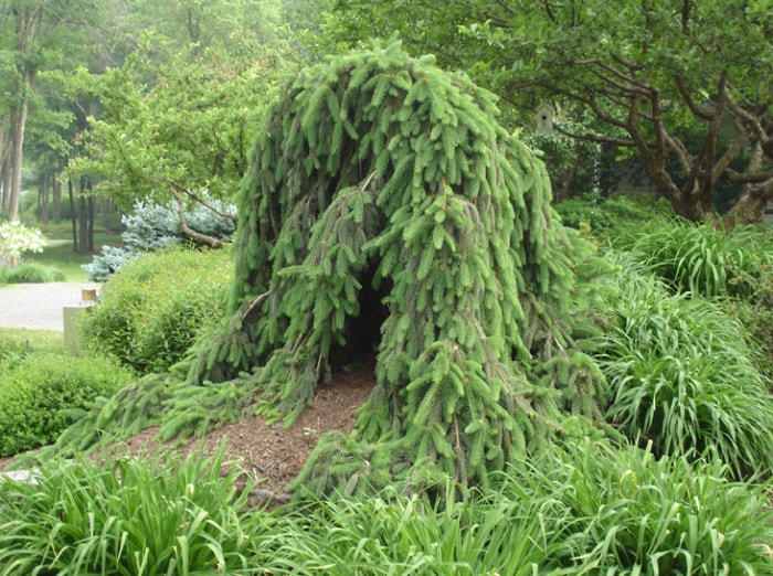 Épicéa pleureur (Picea abies 'Pendula')