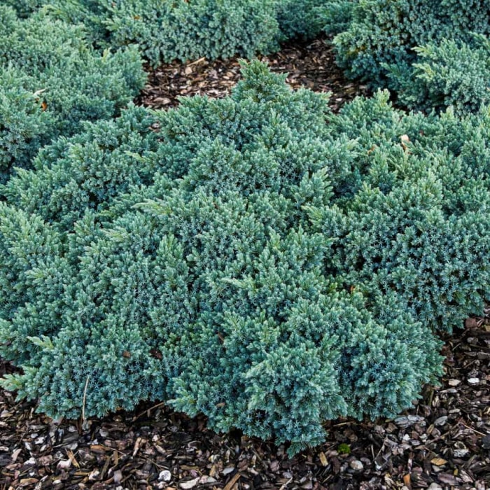 Buisson persistant de genévrier étoilé bleu