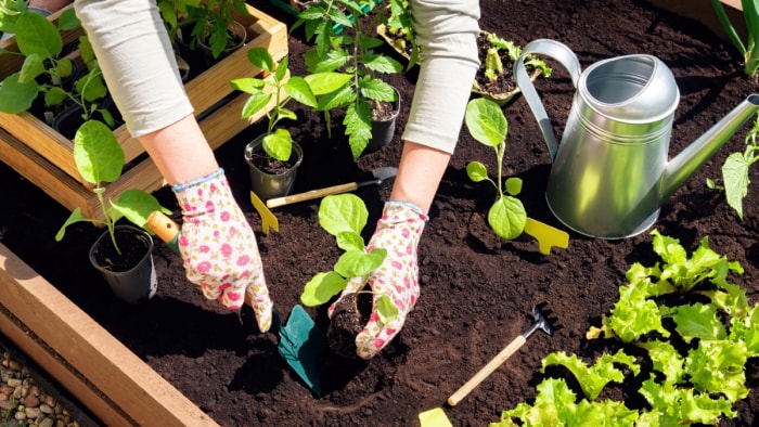 Personne plantant des semis dans des lits surélevés