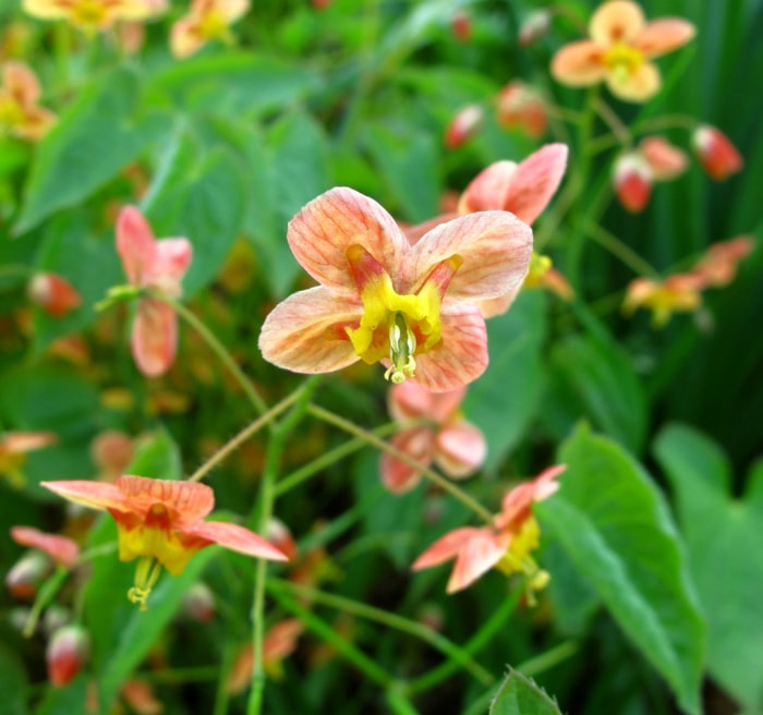 fleurs d'ombre