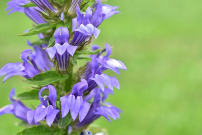 Fleurs de grande lobélie bleue.