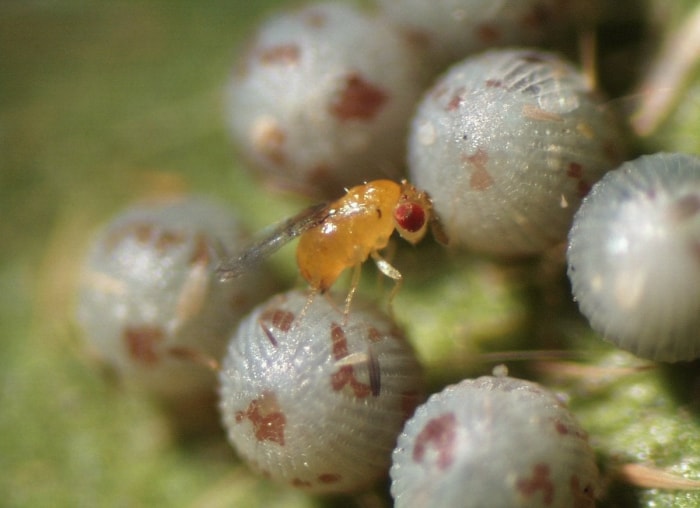 6 bestioles de jardin bénéfiques que vous pouvez acheter en ligne