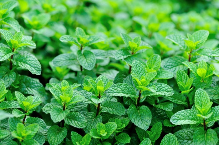 Gros plan sur des plants de menthe verte. 