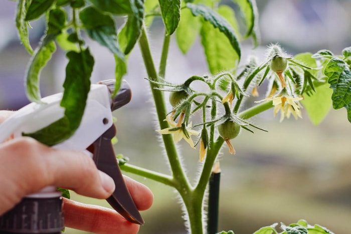 Jardinage d'intérieur et protection contre les nuisibles