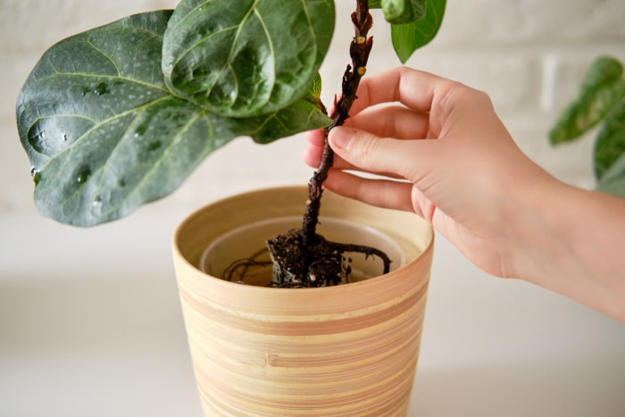 iStock-1433849737 figuier à feuilles étroites planifier les soins du figuier à feuilles étroites planter