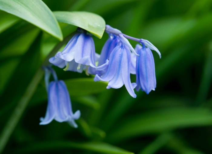 10 façons de rendre votre jardin plus propice aux abeilles