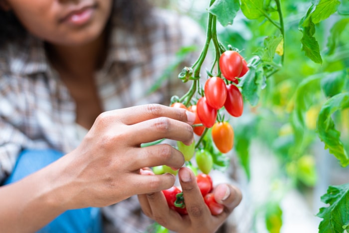 Les producteurs de tomates cueillent leurs produits à la ferme