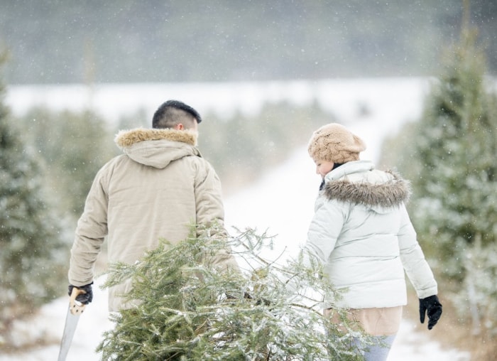 10 choses à savoir avant de couper votre propre sapin de Noël