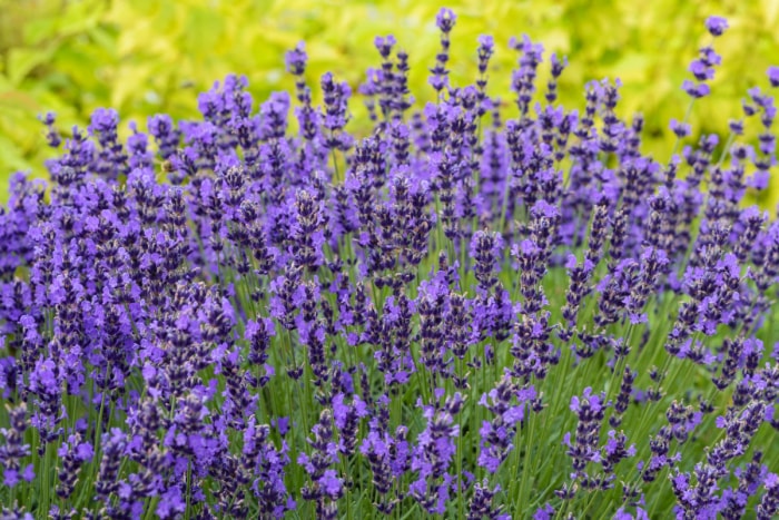 fleurs qui attirent les abeilles - grandes fleurs violettes de lavande