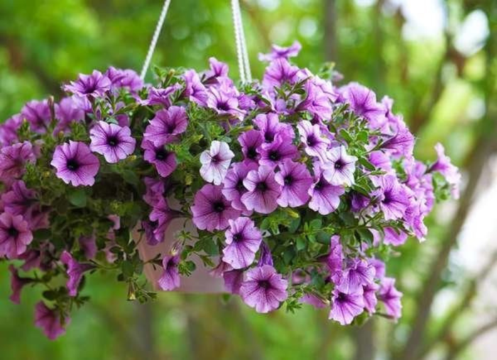 istock plantes pour paniers suspendus Supertunia Petunias.png