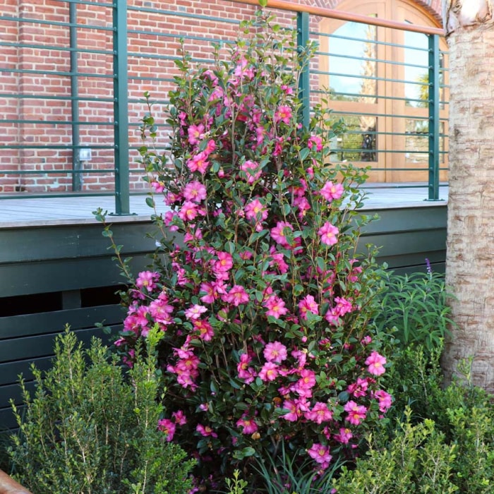 Buisson de camélia aux fleurs roses