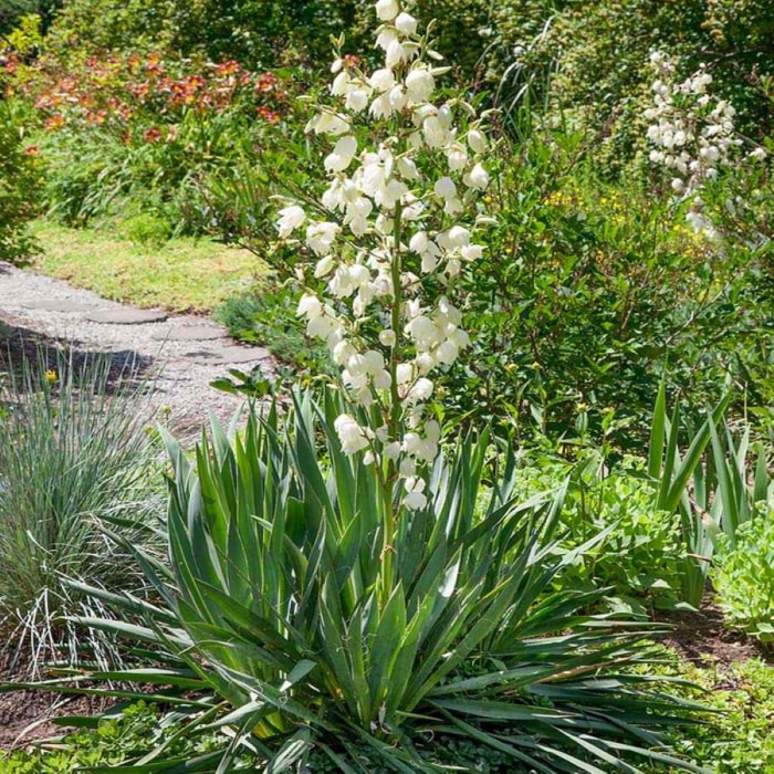 Plante de yucca à fleurs en clochettes blanches