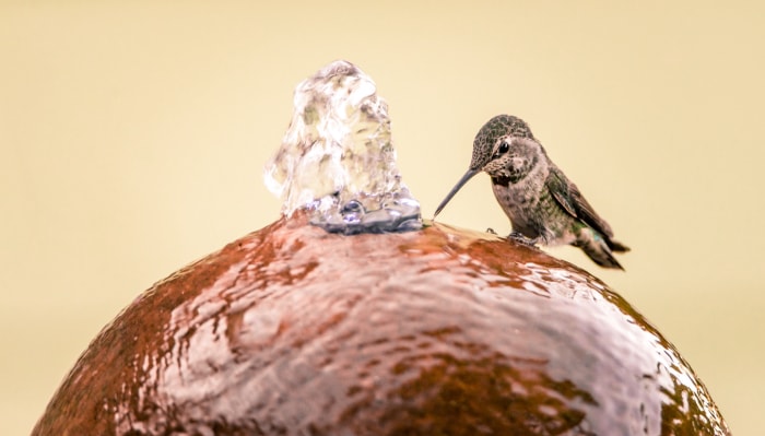 Le colibri d'Anna photographié pendant l'été très chaud du nord de la Californie, profitant de la fontaine à eau d'une personne.