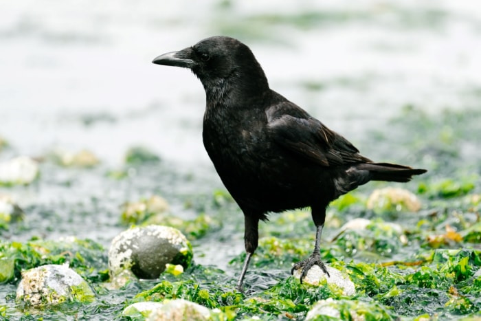 Corbeau noir marchant dans les algues