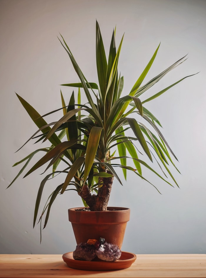 plantes d'intérieur à faible luminosité yucca sans épines en pot