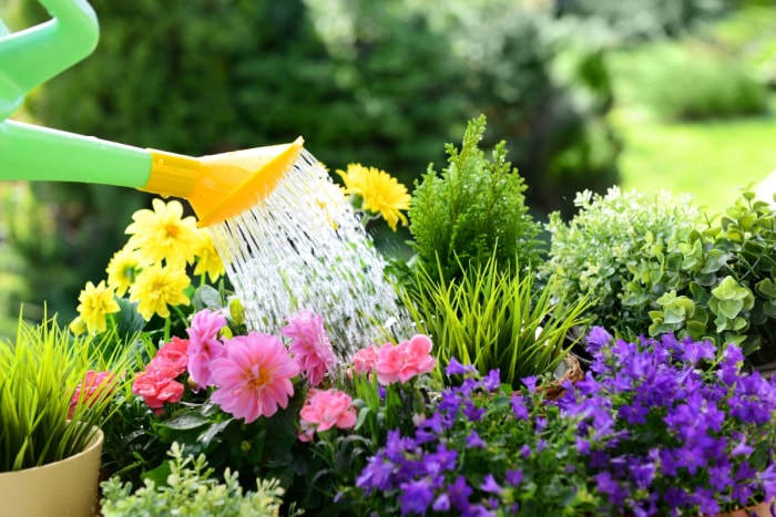 Un arrosoir est utilisé pour arroser diverses plantes d'été.