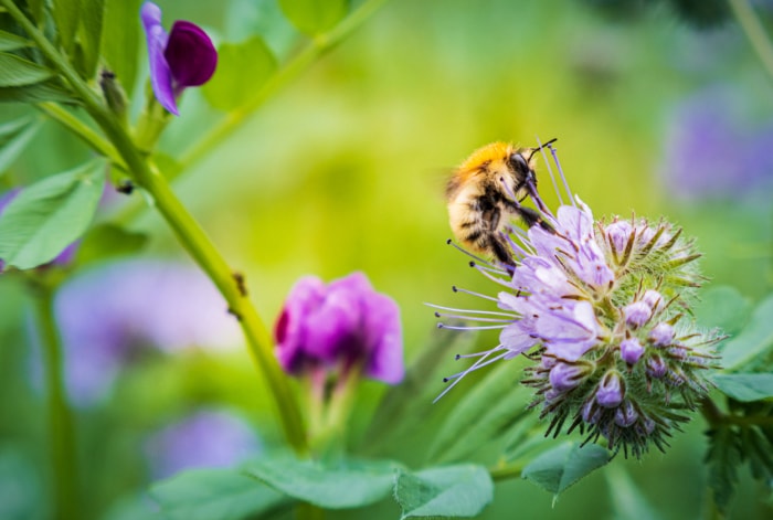 Comment éloigner les abeilles des mangeoires à colibris