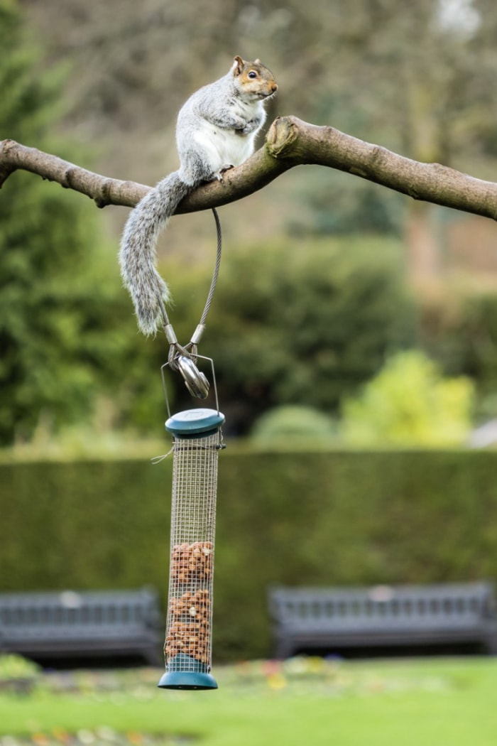 Arrêtez les écureuils dans les mangeoires à oiseaux