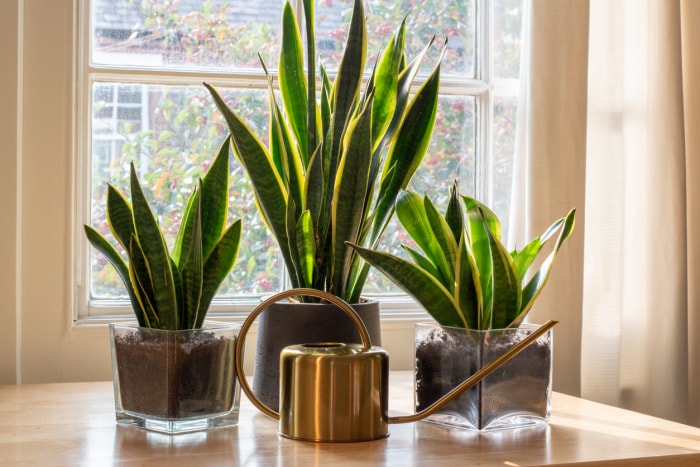 iStock-1271960631 Entretien de la plante serpent Une plante serpent sansevieria trifasciata dans la fenêtre d'un intérieur de maison ou d'appartement moderne