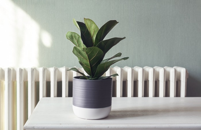 Ficus Lyrata sur une table blanche devant un radiateur