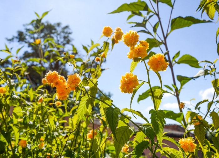 10 plantes hautes pour un paysage intéressant