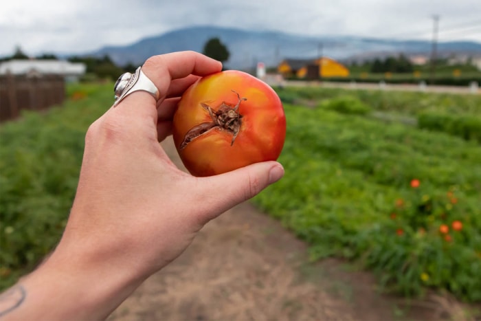 Problèmes des plants de tomates : fissures des fruits