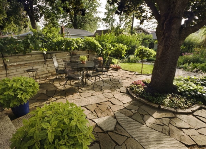 Arbre dans le patio