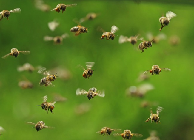 abeilles volantes sur le point d'essaimer