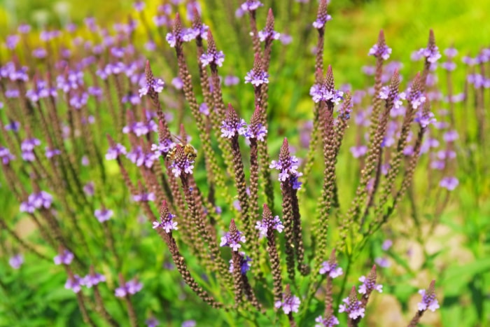 Plante épineuse aux fleurs violettes.