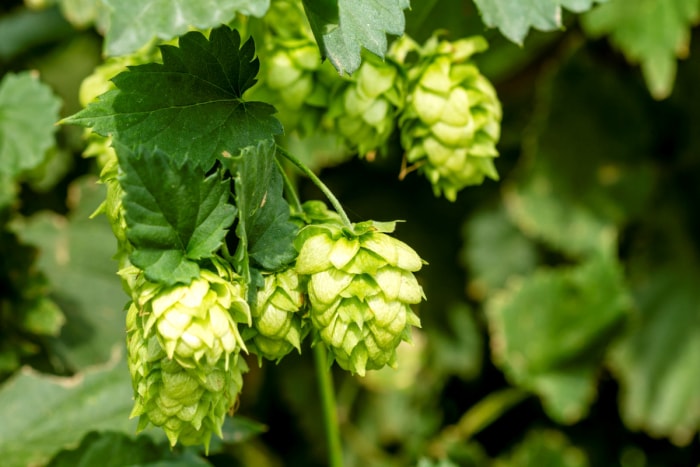 Gros plan sur des plants de houblon