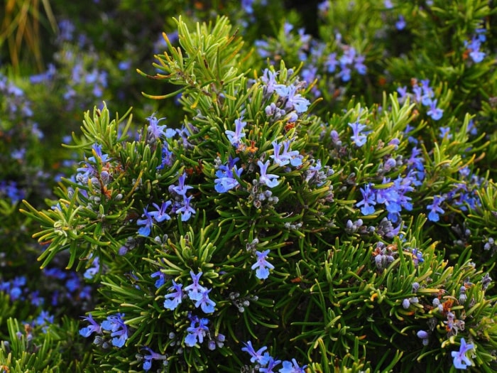 Arbuste de romarin aux fleurs de lavande