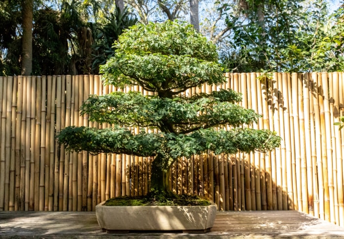 Bonsaï arbre de pluie brésilien.