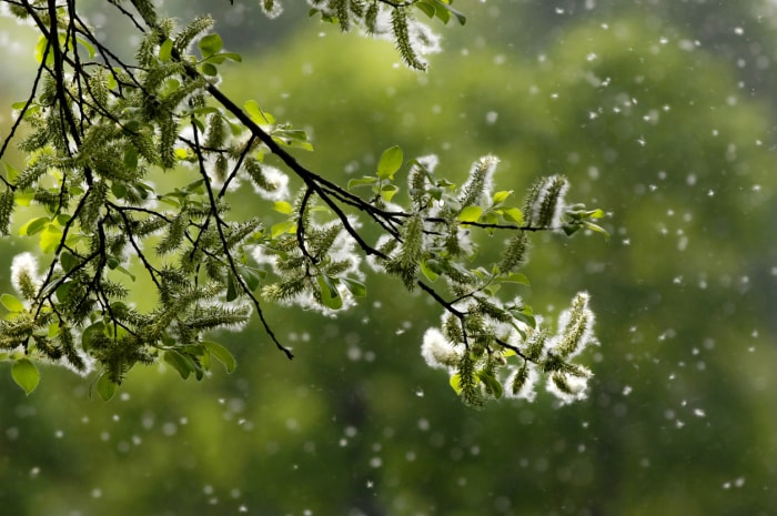 branche d'arbre avec des fleurs blanches dégageant des grappes de pollen