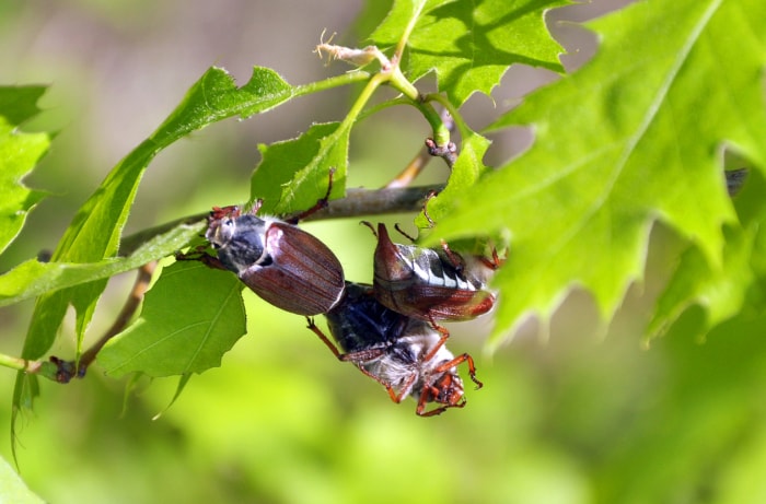 Melolontha assis sur une branche et des feuilles endommagées sur un arbre