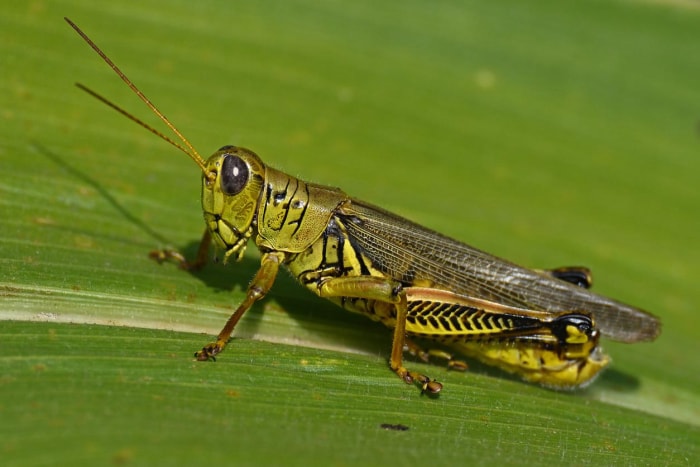 Parasites communs des jardins Sauterelles