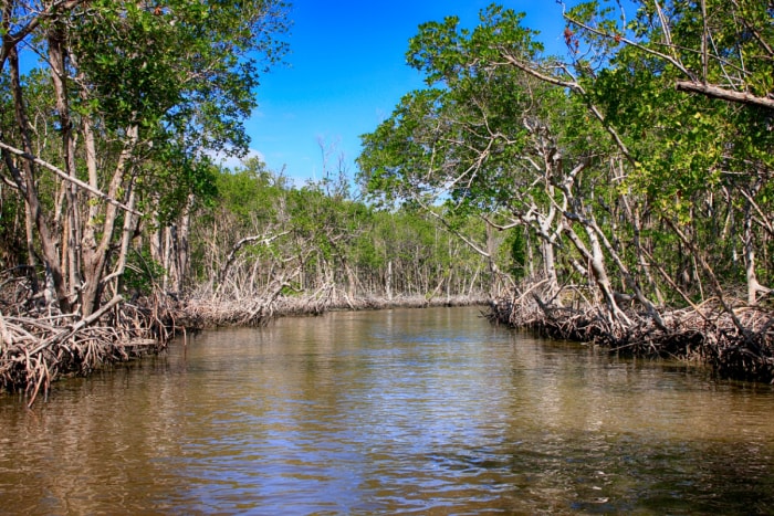 Vue sur les mangroves