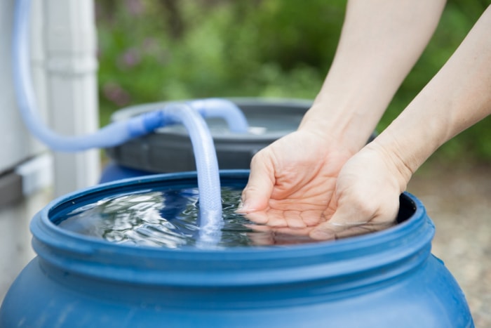 Personne plongeant ses mains dans l’eau recueillie dans un réservoir de pluie bleu.