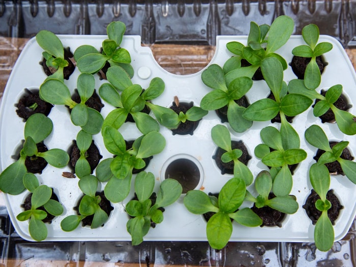 Plantes poussant à travers les trous des gousses dans le système de culture AeroGarden Harvest